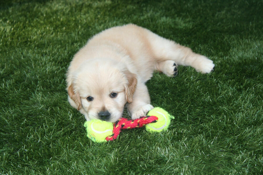 Metro New York artificial turf for dogs